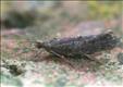 0456 (17.006) Ypsolopha horridella